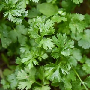 Coriandru